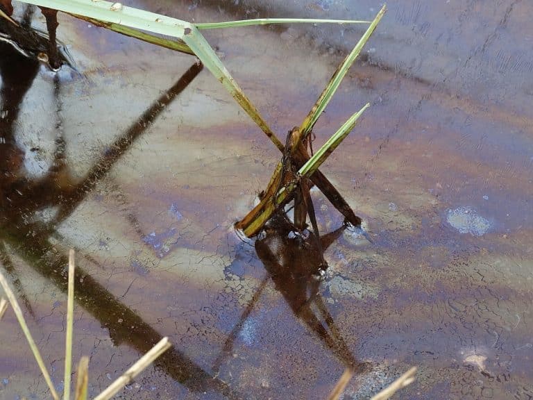 Environnement : Attention à la goutte d&rsquo;huile moteur de trop !