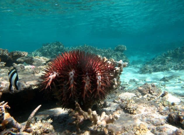 Les acanthasters sont de retour dans les récifs de Nouvelle-Calédonie récifs