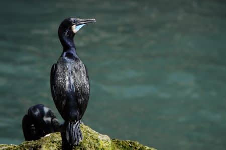 El Niño : des épisodes plus fréquents pourraient être bénéfiques aux oiseaux marins oiseaux marins