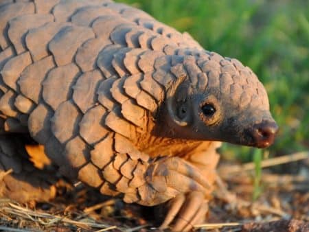 Le pangolin : la science tente de sauver l’animal le plus braconné au monde pangolin