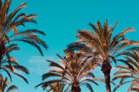 L’huile de palme devrait-elle être interdite ? palme