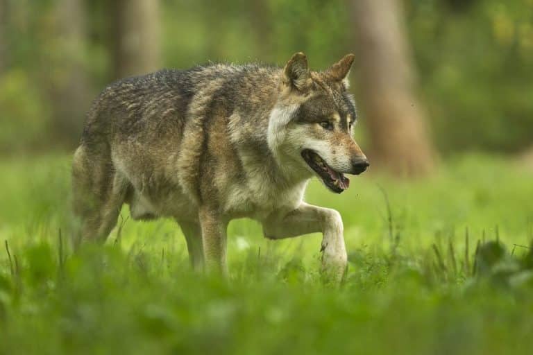 Les agriculteurs toujours plus opposés aux loups