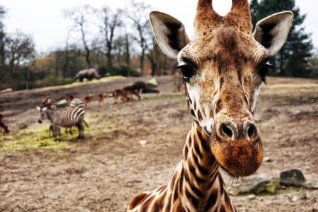 Si rien n’est fait, les girafes pourraient disparaître girafes