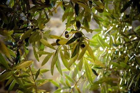 Un projet biomimétique pour secourir les olives : Athénolive olives
