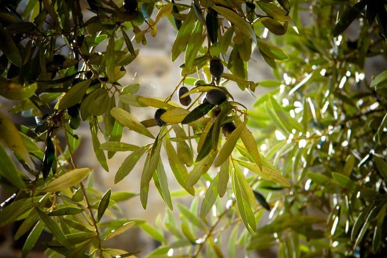 Un projet biomimétique pour secourir les olives : Athénolive