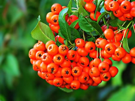 Le guarana, un complément alimentaire stimulant et naturel