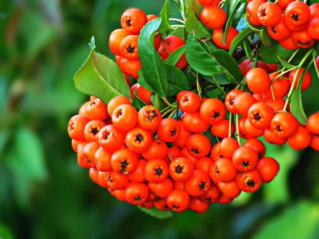 Le guarana, un complément alimentaire stimulant et naturel