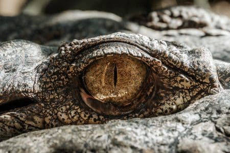 Le mystère des crocodiles orange du Gabon crocodiles