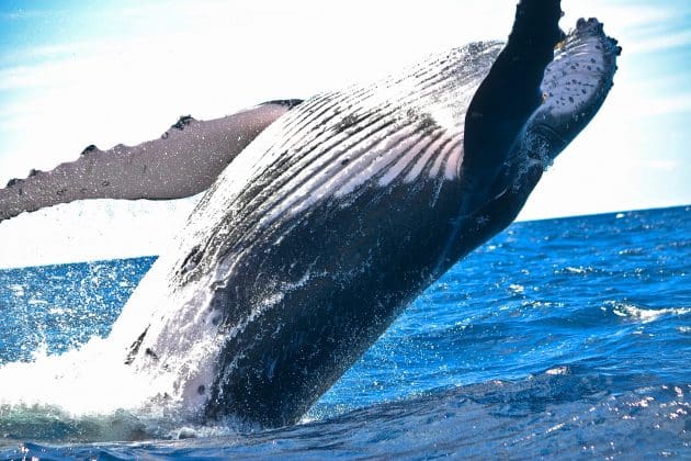 Sea Shepherd dénonce le massacre d’une baleine bleue en Islande baleine