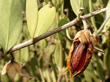 jojoba