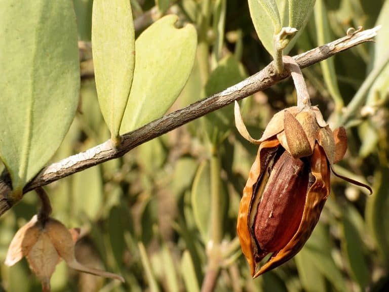 L’huile de jojoba pour votre peau et vos cheveux