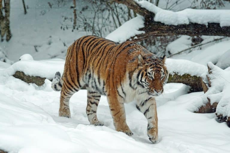 Par erreur, France 2 fait passer Poutine pour un chasseur de tigres