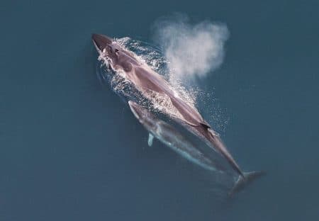 baleines