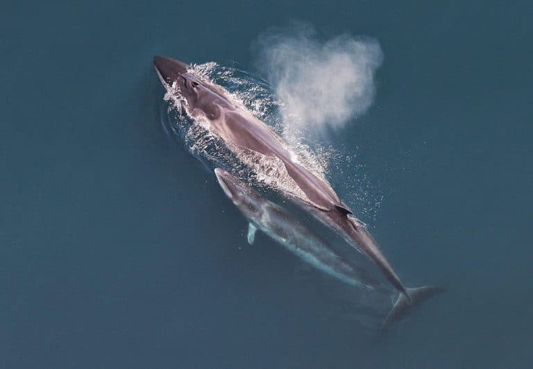 177 baleines tuées dans le Pacifique en trois mois par les pêcheurs japonais