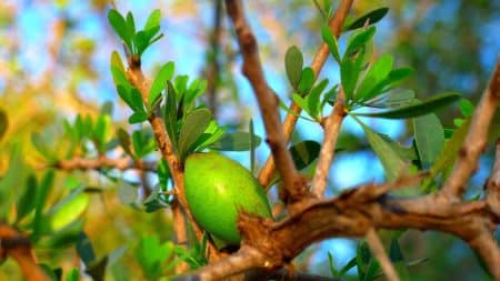 L’huile d’argan : un soin naturel pour la peau et les cheveux l'huile d'argan