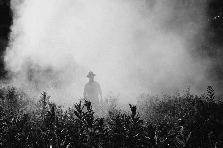 Le chlorpyrifos sur le point d’être interdit aux États-Unis