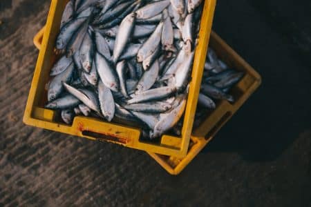 Pêche industrielle : les distances parcourues pour trouver des poissons augmentent pêche