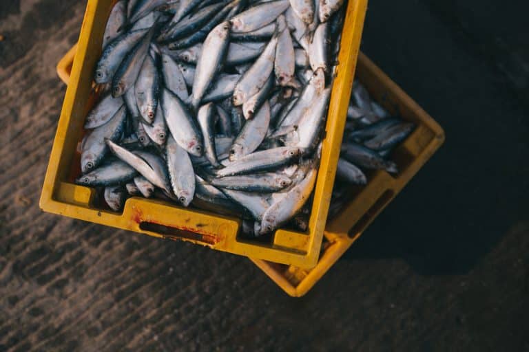 Pêche industrielle : les distances parcourues pour trouver des poissons augmentent