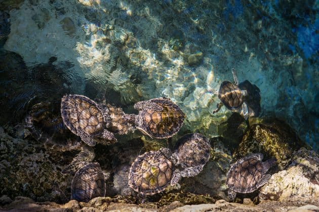 Espagne : le plus important élevage illégal de tortues européen démantelé élevage