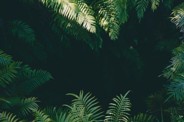 Au Brésil, un homme a reboisé 31 hectares de forêt tropicale en 40 ans