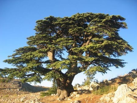 cèdres du liban