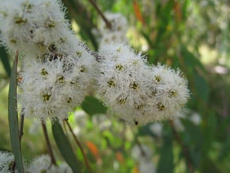 eucalyptus radiata