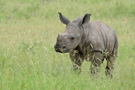 rhinocéros