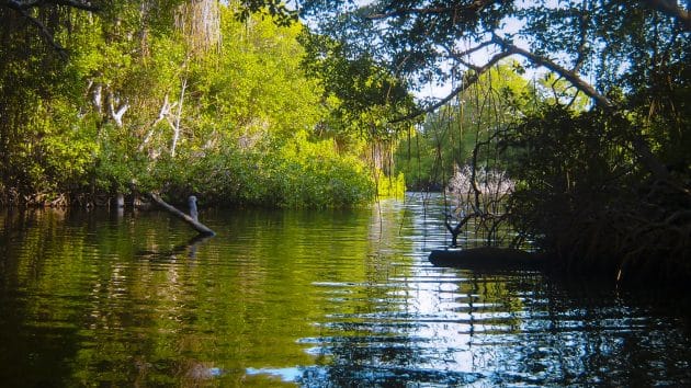 Colombie : Apple investit dans la préservation de la Mangrove