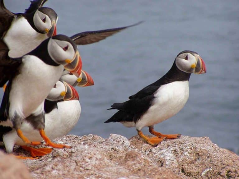 Alaska : le taux de mortalité des espèces animales augmente