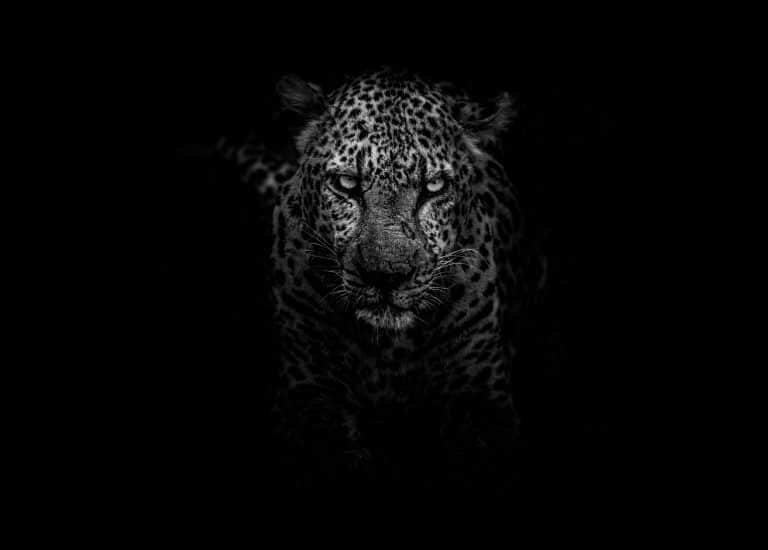 Des espèces animales sont contraintes de vivre la nuit en raison des activités humaines