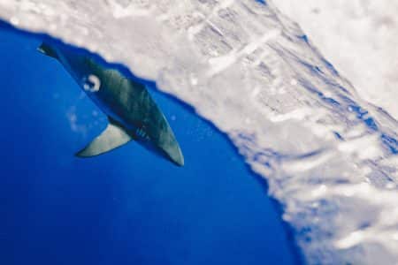 requins