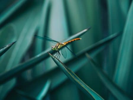 insectes
