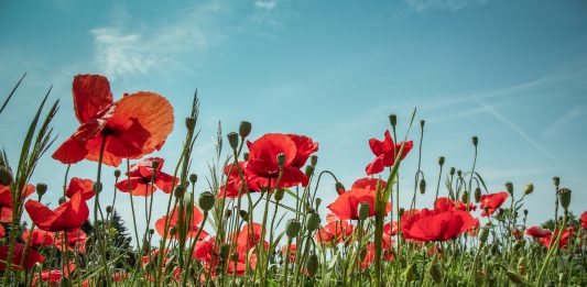 coquelicots