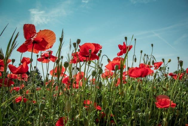 coquelicots