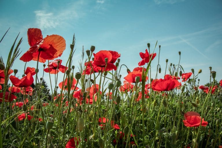 Charlie Hebdo lance un « appel des coquelicots » contre les pesticides