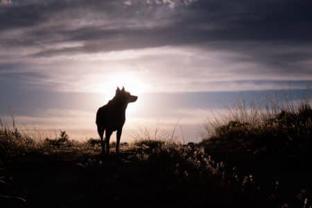 loup
