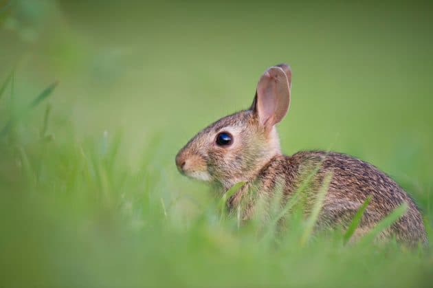 Les produits cosmétiques testés sur les animaux sont désormais interdits en Californie animaux