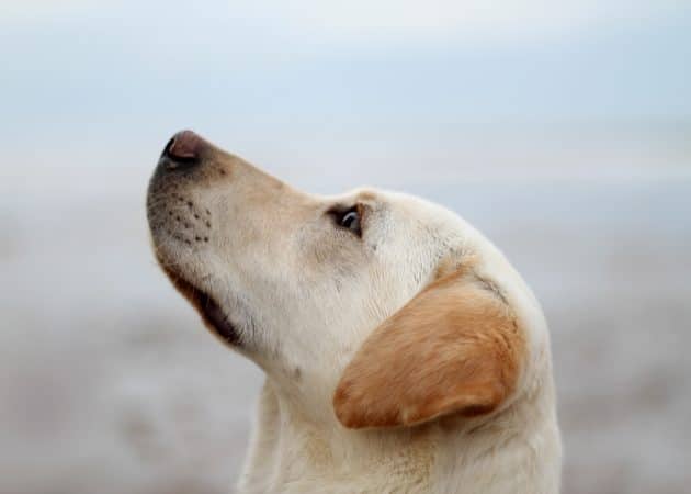 La salive des chats et des chiens est-elle dangereuse pour les humains ? salive