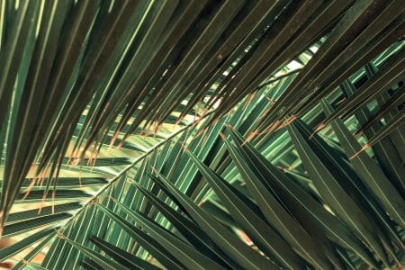 Greenpeace dénonce les origines de l’huile de palme utilisée par certaines multinationales multinationales