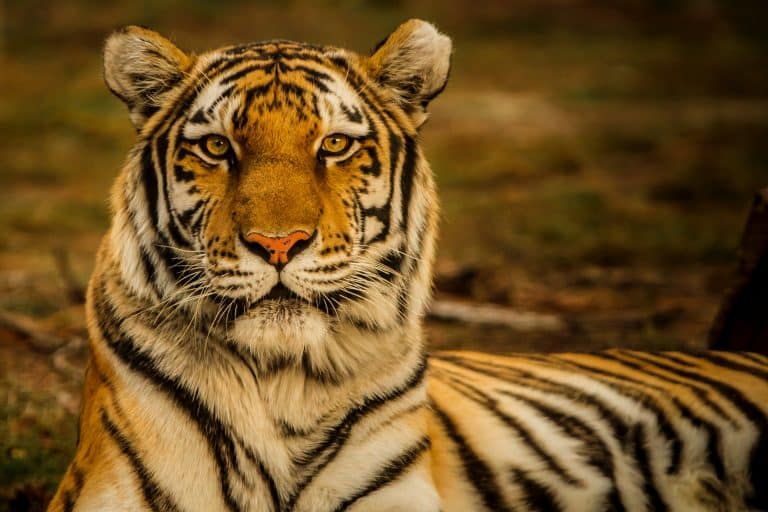 Le nombre de tigres du Népal a doublé en dix ans