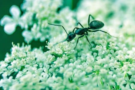 fourmis