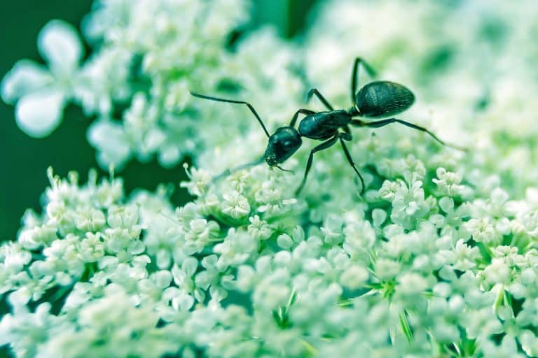 D&rsquo;où les fourmis tiennent-elles leur puissance ?