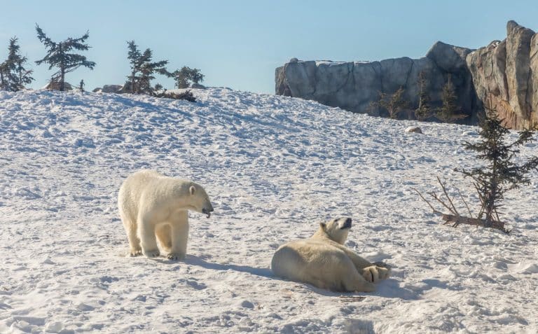 Les ours polaires survivront-ils avec des carcasses de baleines ?