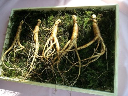 Découvrez les bienfaits du ginseng sur la santé ginseng