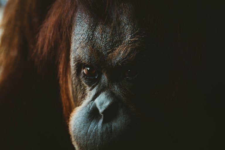 Les orangs-outans pourraient disparaître de la nature en moins de vingt ans