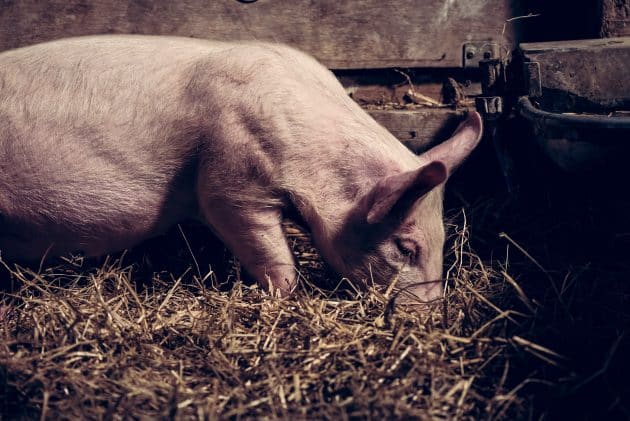 Les conditions de vie terribles des porcs des productions de jambon de Parme porcs