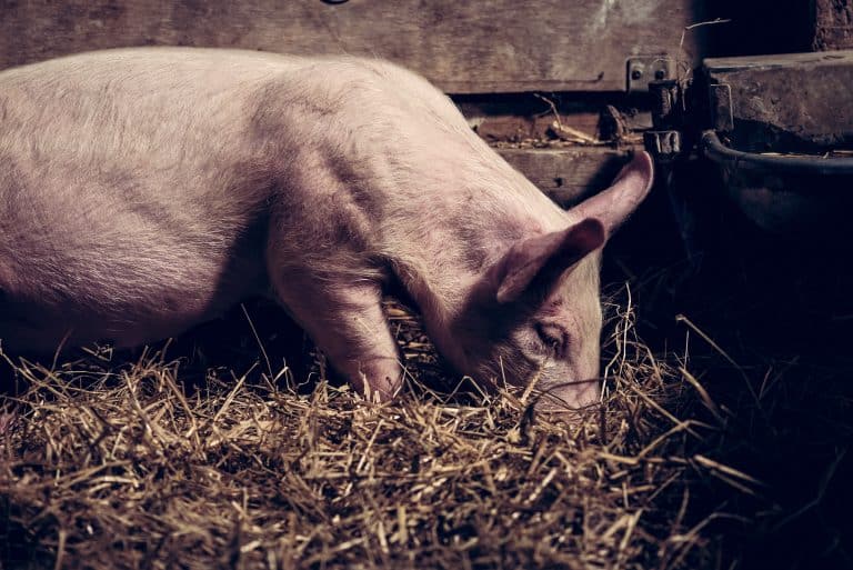 Les conditions de vie terribles des porcs des productions de jambon de Parme