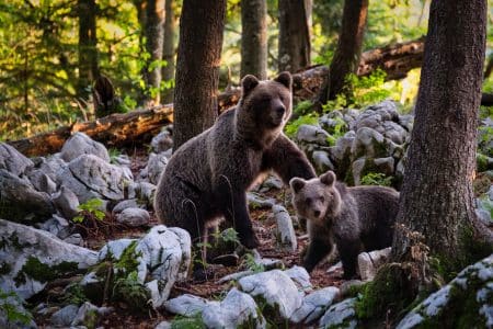 ours