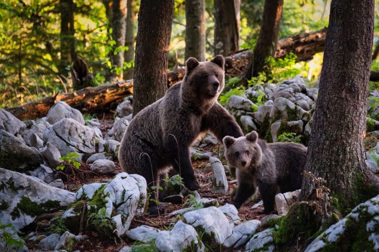 Deux ourses ont été réintroduites dans les Pyrénées