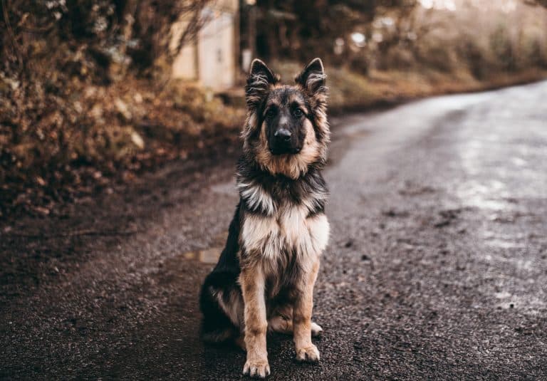 Les chiens seraient capables de ressentir l’injustice